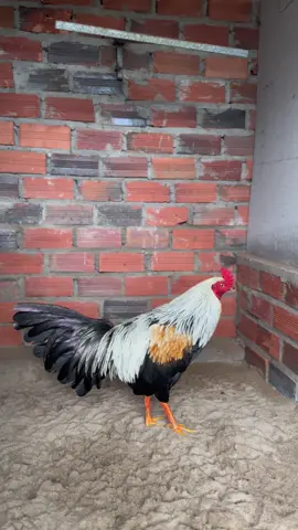 #xuhuongtiktok #gadabentre #toiyeudongvat❤ 