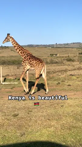 Driving from Naivasha #magicalkenya  #kenyantiktok🇰🇪  #giraffe  #fyppppppppppppppppppppppp  #safari 