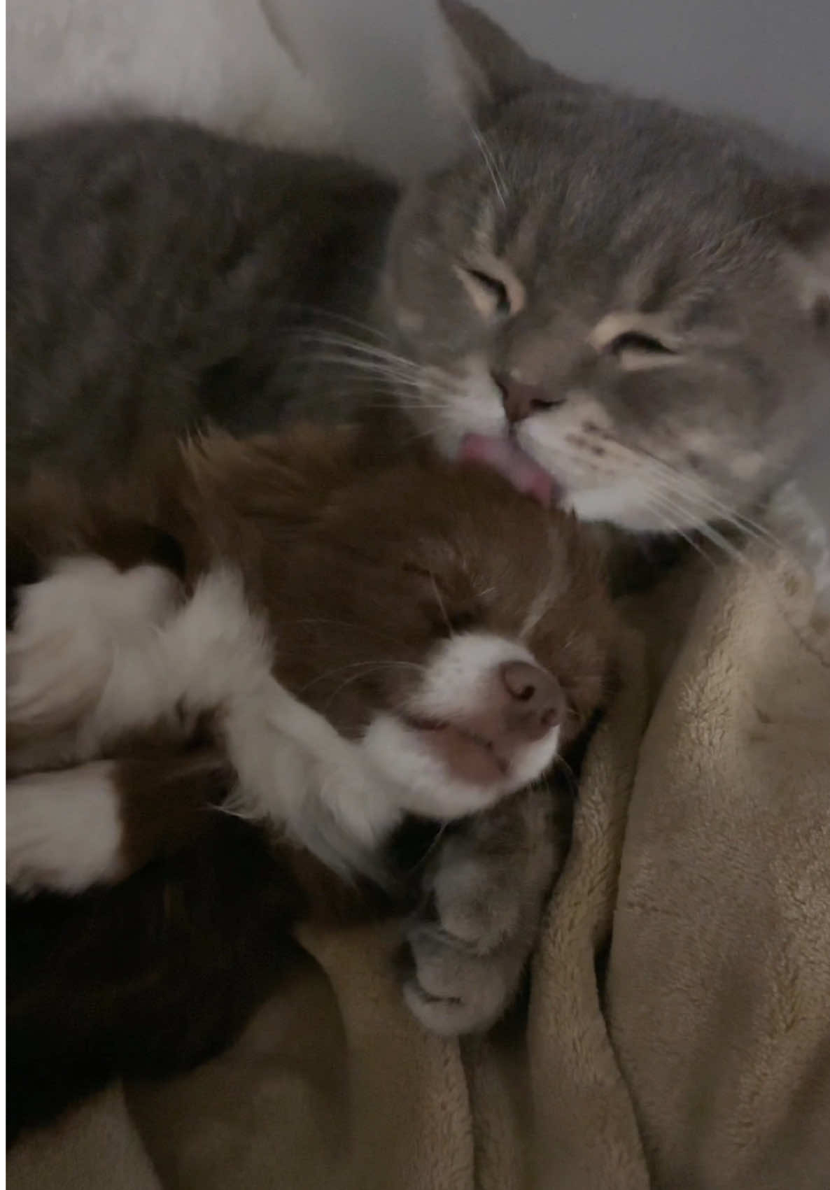 Tag someone who you feel like this with 🥹🥰🥰 #chihuahua #pomeranian #cute #tinydog #cat 