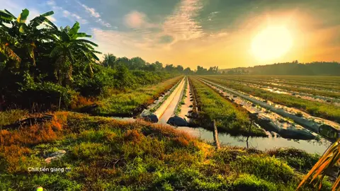 Nhìn kìa ruộng xanh chim trời lượng quanh #chill #binhyen #tamtrang #xuhuong #mientay 