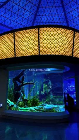 🫧🪼🐬🐠🦈🐡🐙 - Something to take the edge off✨ #aquarium #sheddaquarium #chicago #fyp 