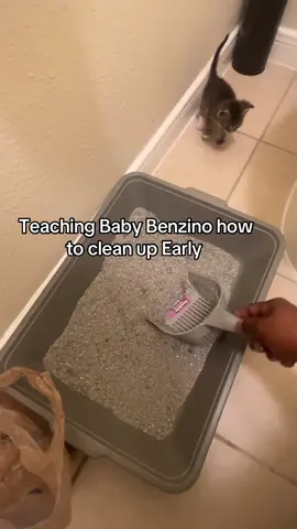 Its  day ##11cfor my baby kitten that was found at the dumpster.  I'm teaching him early. 🤣