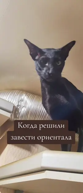 #kitensoftiktok #красавчикГуставо #самыйлюбимыйинеповторимый #ориентал #кот 