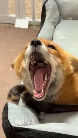 #fyp #cute #douyin #可爱 #fox 