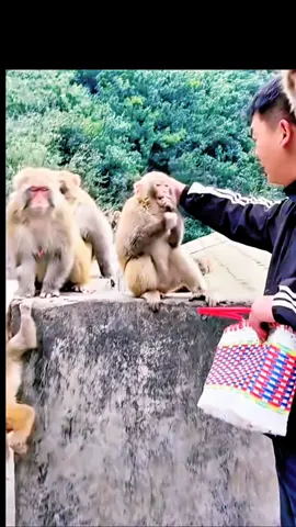 #tiktok #monkey #foryou 