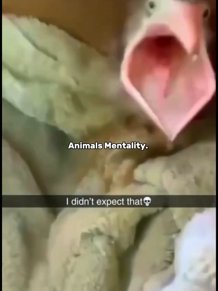 #Meme #MemeCut #fypviralsound  #funny #animals 