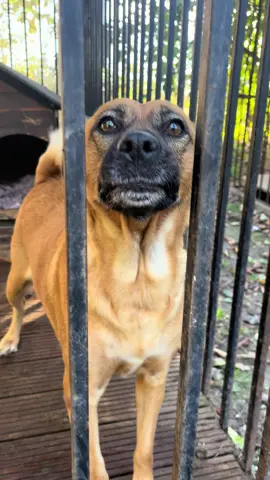 🔴🚨PILNIE PROSIMY O DOM DLA IRY! 💔 Wyobraź sobie, że tracisz najważniejszą osobę w swoim życiu. A potem – jeszcze raz. Tak właśnie wyglądała droga Iry. Najpierw odeszła jedna ukochana opiekunka, później opiekun. Jej świat legł w gruzach. Została sama, zagubiona, a w jej oczach widać ból, który rozdziera serce.  Ira ma tylko 6 lat i jeszcze kawał życia przed sobą. To cudowna, łagodna i spokojna suczka, która najbardziej na świecie pragnie bliskości człowieka. Jest mądra, proludzka i ma w sobie niesamowite pokłady miłości – tylko czeka, by Cię nimi obdarować. 🌸 Kilka faktów o Irze: 	•	średniej wielkości  	•	kocha dzieci 	•	z psami bywa różnie – wszystko zależy od drugiego psa i jej humoru 😉 	•	stosunek do kotów - nie znamy 	•	świetnie znosi podróże autem 	•	zaszczepiona, wysterylizowana 	•	nie ma alergii, chętnie je suchą karmę 	•	inteligentna, czuła, bardzo kochana. Musi jak najszybciej znaleźć dla psinki odpowiedzialny, kochający dom najlepiej ogrodem i rodziną, która pokaże jej, że wciąż zasługuje na szczęście. 👉 ANKIETA ADOPCYJNA: forms.gle/at3QVKhdyGWchH1P6 📞 KONTAKT: Kamila, Animal Support – tel. 731 400 014