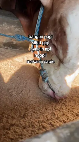 sesederhana itu ajaa yaallah 🤲🤲 #peternakmuda #petanimuda #peternaksapiindonesia #sapijumbo #peternaksapi 