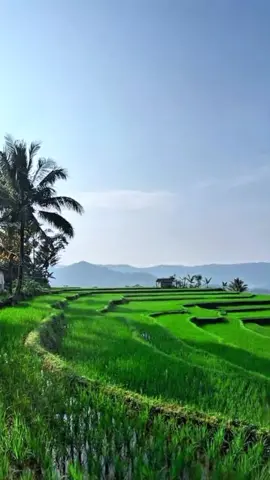 Menikmati Pemandangan Hamparan Sawah di Pagi Hari Bolo..!!