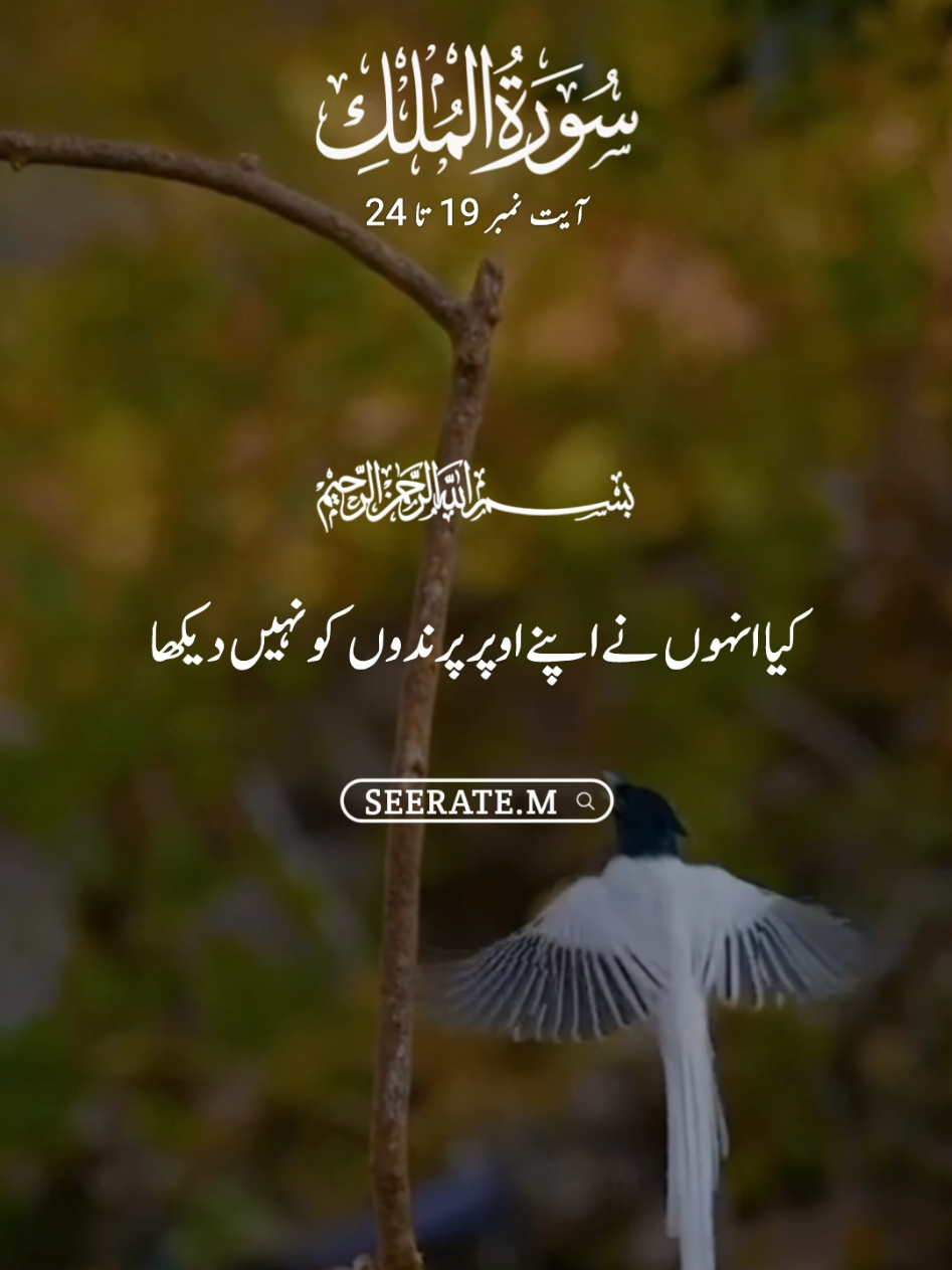 Quran kareem with translation 😍  surat mulk ayat no 19 to 24 #quran #hadees #islam #seerate_m #viral #quran_alkarim #unfrezzmyaccount #grow 