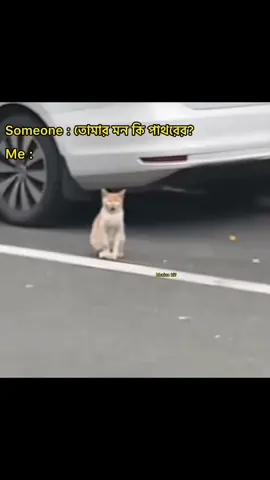😑😑😑🔪 #highlight #😁😁😁 #everyone #funnyvideos #cat 