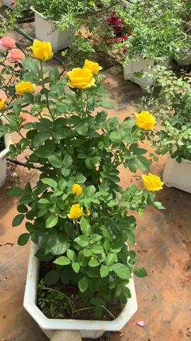 Vàng helen quá đẹp luôn ạ #hoadalat #đàlạt #xuhuongtiktok #vairal #hoadalat💐🌷🌺 