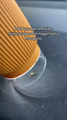 Mosquito under the microscope #tiktokshopblackfriday #tiktokshopcreatorpicks #microscope #tiktokshopcybermonday 