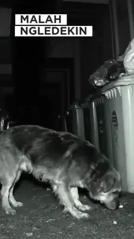 #fypシ゚ #hewananeh #hewanlucu #lucubanget #lucuabis #viral#viralvideo #viraltiktok #viral #fypage #anjinglucu #anjingviral #anjingpintar #anjingtiktok🐶 #