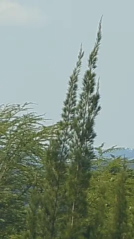 Good morning 🌞  From my bed😊 #cwitvih #androvih #cwitvih25 #androvih25 #goodmorning 