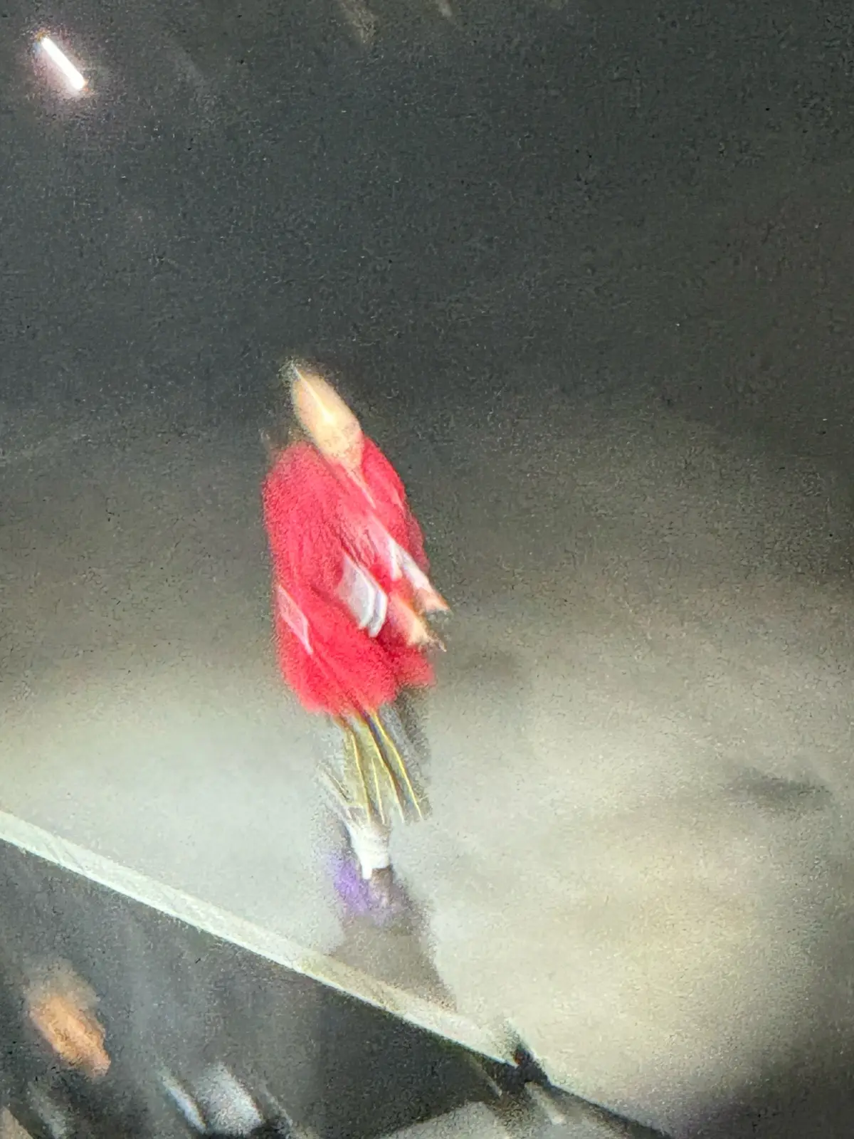 #billieeilish #philly #hitmehardandsofttour #fyp #foryoupage