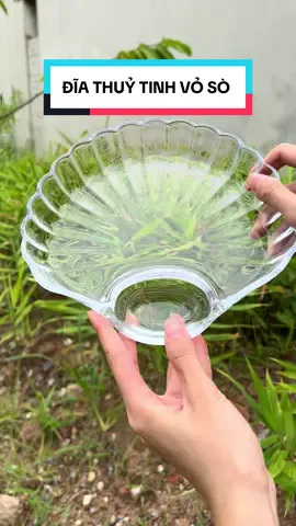 Đĩa thủy tinh vỏ sò siêu tiện lợi #dia #diathuytinh #diathuytinhvoso #viral #xuhuongtiktok  