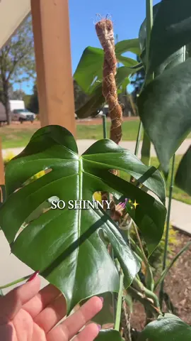 Heheh I have become that crazy plant lady, taking them outside for a wash and fresh sunlight 🤣🤣😭😭😭 #fyp #monstera #plantsoftiktok #plantmom 