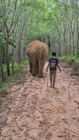 #พลายล้าน #พลายล้านกับควานภูผา #ช้างภาคใต้ #ช้างแห่ 