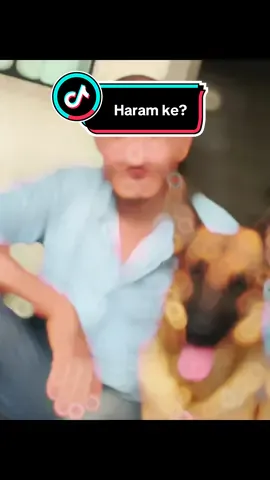 When they say ‘touching dog’ is haram…#germanshepherd #dogs #dogsofttiktok #family #Love 