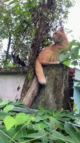 Chú mèo mà trèo cây cau. Thằng mèo cam mà trèo lên tường dòm ngó nhà hàng xóm #meocamtaitieng #meodangyeu #meowmeow #catlovers #catlovers 