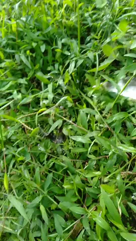 😀😀😀#fyppp #kangngarit #peternakmuda #lewatberanda 