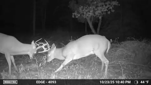Caught on the wildlife camera in my back yard  #buck #deer# wildlife #fypage #forgourpage #4u