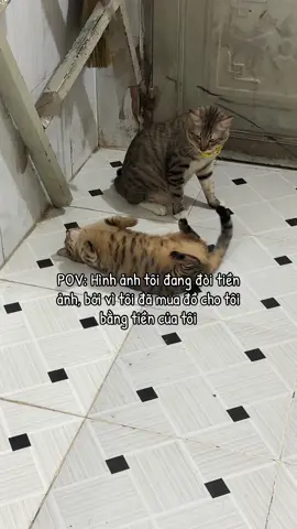 Đúng nhận sai cấm cãi🤡#pupampeo #thucung #haihuocvuinhon #clipmeodethuong #meme 