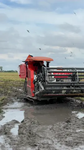 Lên máy mới chạy mỏ dực dực liền 😂@Phương Beo2212 @tuấn kiệt 67😘 @🤩Út Mừng🤩 #xuhuongtiktok #maycatlua #kubota105xบ้าพลัง #xuhuong 