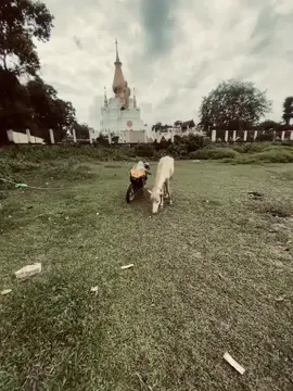 তোমার ঘোড়া কোন টা🚀 . .#gsxr150 #fyp #foryou #fy #@Bike lover 😍❤️‍🔥 #@Tik tok Bangladesh 🇧🇩 #@Tik tok security check up 