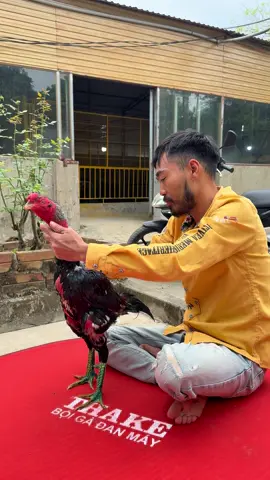 Mời các sư kê ngắm xay nghệ ạ #hoaquason #xuhuong #?gachoivietnam🐓🐓🐓 #gachoivietnam 