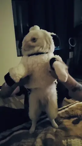 Queridaaa #nube #albino #pequines 