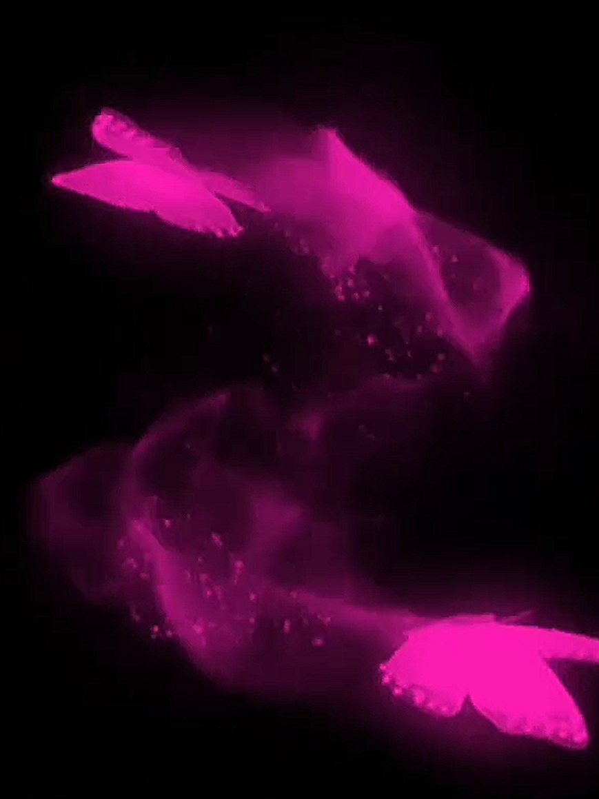 HD COLORFUL BUTTERFLY OVERLAY cr:me ac:@audios #viralvideos #viraltrend #overlays #butterflyoverlay #overlays 