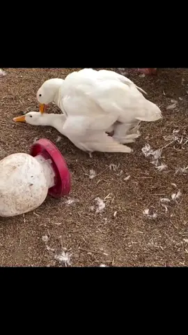 💥 There Is Always The  1💥 #cute#funny#ducks#lmao 