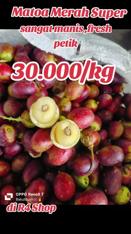 Matoa merah superan ,gede daging tebal,nglotok ,fresh petik ya , 30.000/kg saja, Monggo cuss wa 0895415464711 di R4 Shop jl Godean km 5 ,Guyangan Nogotirto ,#fyppppppppppppppppppppppp #fypシ゚viral🖤tiktok #yogyakarta #godean #buahviral 
