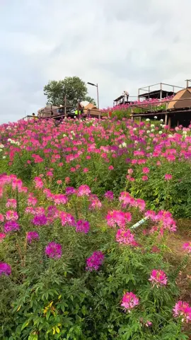 #เที่ยวตาก #เที่ยวเหนือ #กางเต้น 
