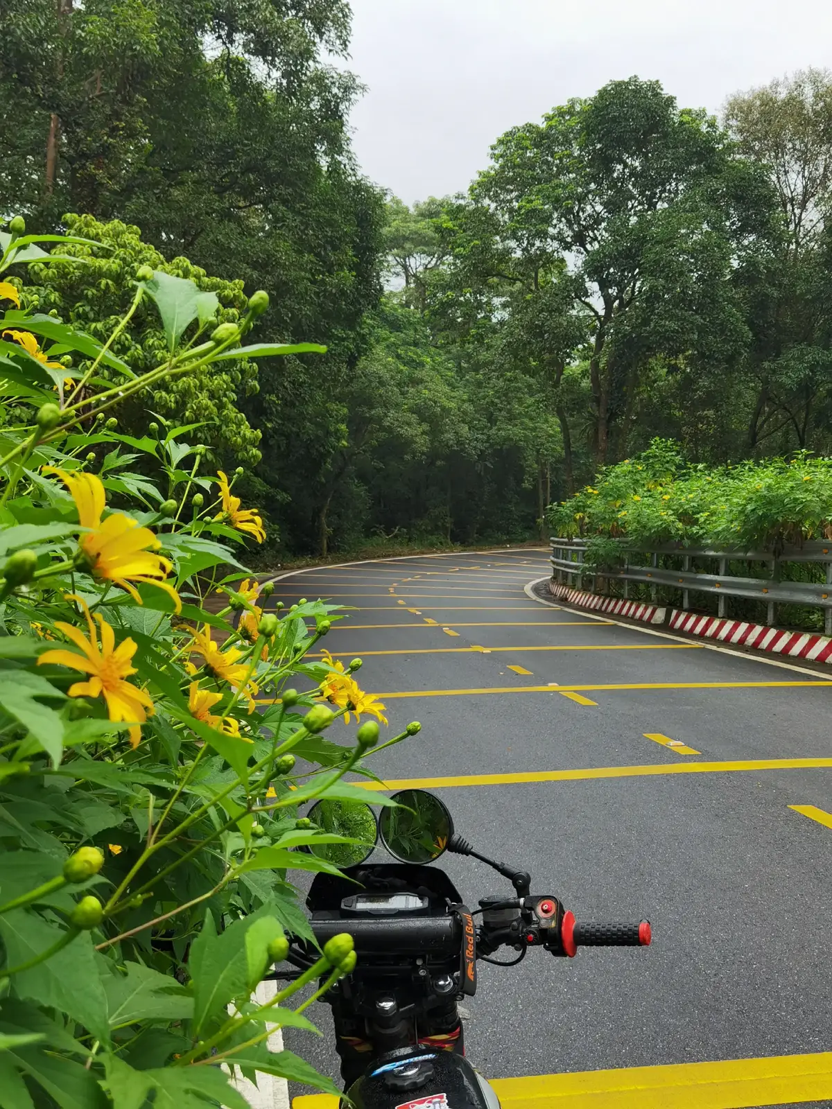 Người từng cùng bạn ngắm hoa Dã Quỳ vào mùa đông những năm trước giờ thế nào ? 📸 : By my phone ! #travel #vuonquocgiabavi #hoadaquy #mobilephotography #xuhuong