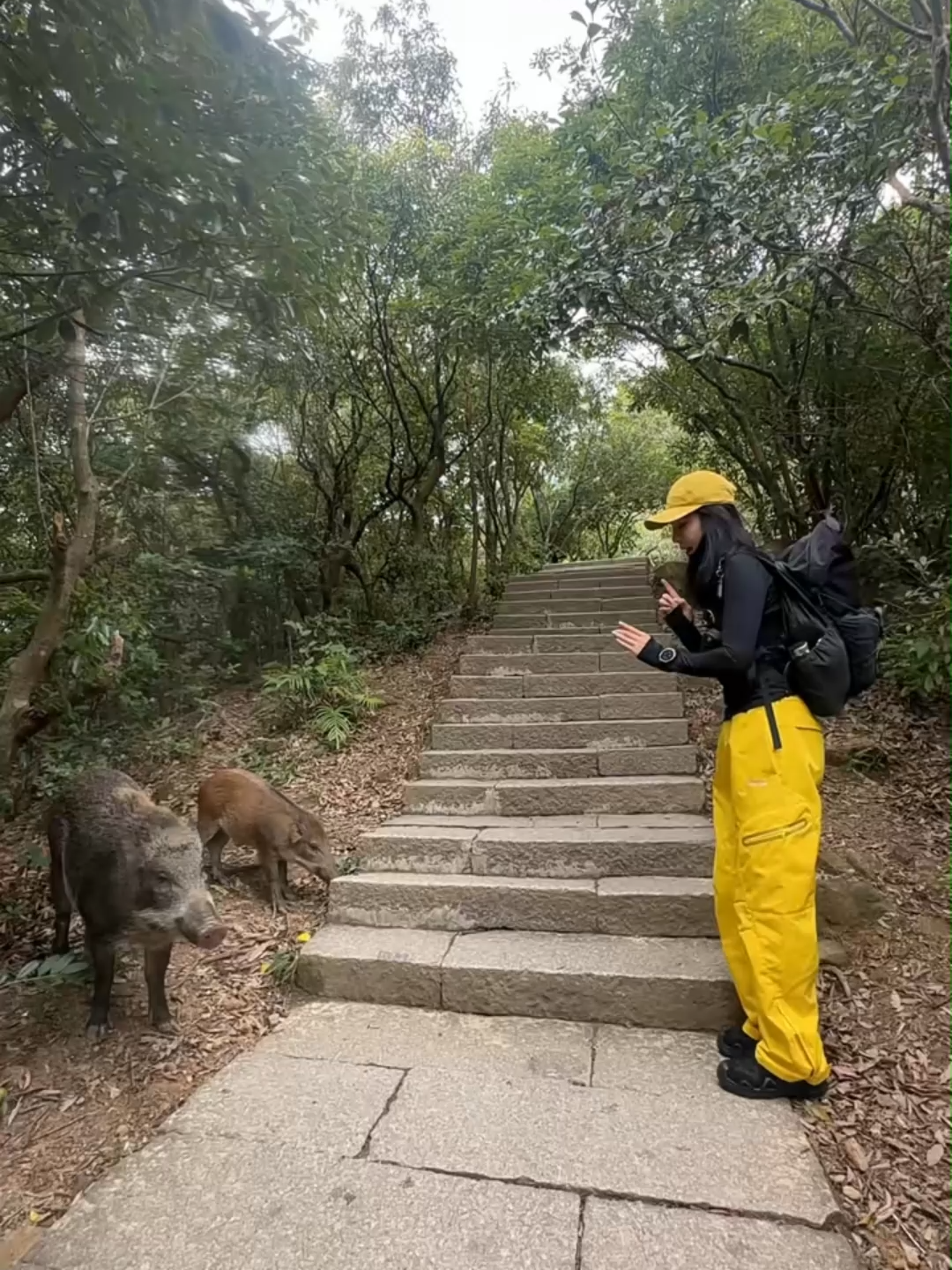 A female hiker came across wild boars on the trail and tried to negotiate passage to continue her climb, only to be chased away by them!
