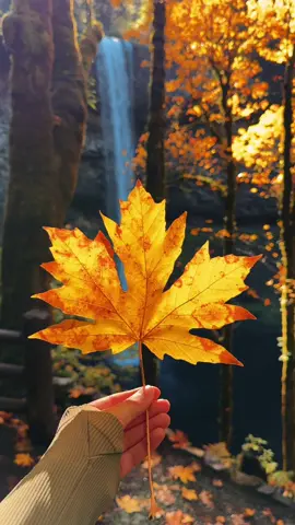 Finally caught peak foliage at Silver Falls State Park🥲🍁🍂 .#silverfallsstatepark #traveloregon #oregonexplored #oregoncheck #hikingadventures 