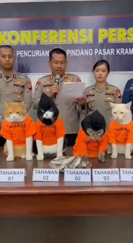 video kucing lucu #viralvideo #videoai #veo3 #videolucu #videokucinglucu 