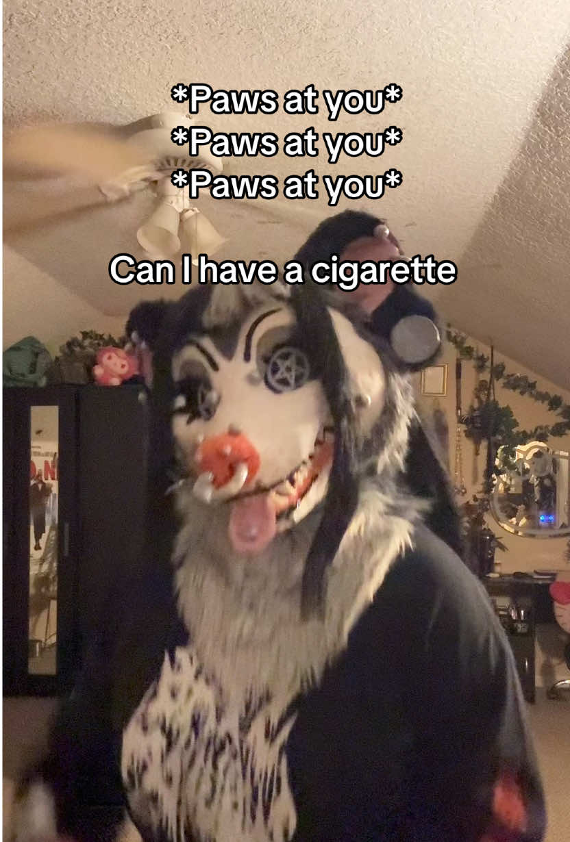 #fyp#fursuit#opossumfursuit#silly 