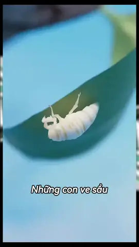 Ve sầu trỗi dậy #CyberCharge #xuhuong #BTG #ChargeToEarn #Web3 #PlayToEarn #CyberT7