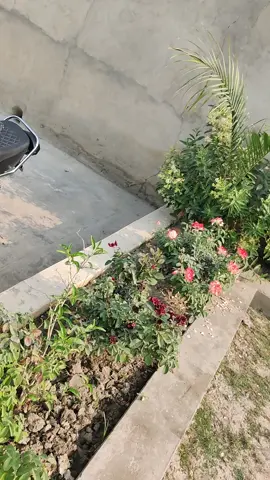 #foryou  #foryoupage 