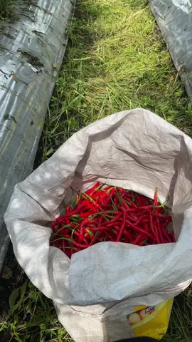 Berjudi dengan alam #petanimuda #agriculture #fyp #xzyabc 