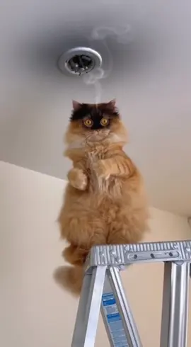 The cat tried to fix it… and got electrocuted 😹⚡️#Burmacat #FunnyCat #burmalab #electricshock #yellowcat