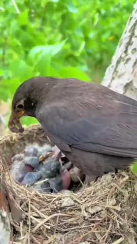 Cute bird feeding food to kids #viral #virals #birdphotography #viralbird #cutebirds  part  (3)
