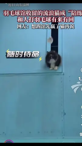 #羽毛球 #貓咪 #陪練教練 #可愛い #療癒 