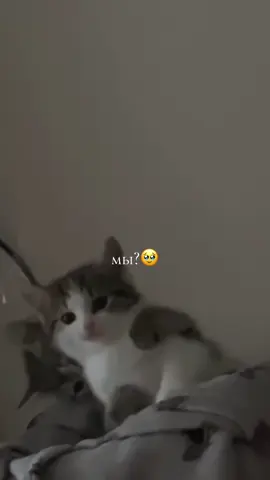 Да или да #котята #мы #любовь #отношения #люблютебя 