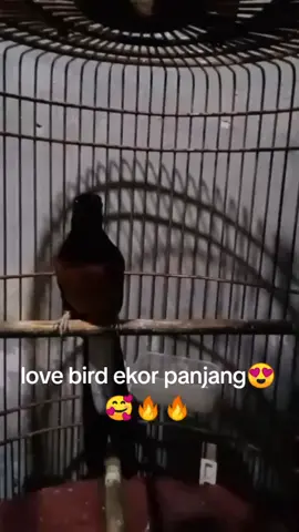 #kicaumaniaindonesia #muraibatuindonesia #muraiprestasi #muraijawara #fypviralシ 