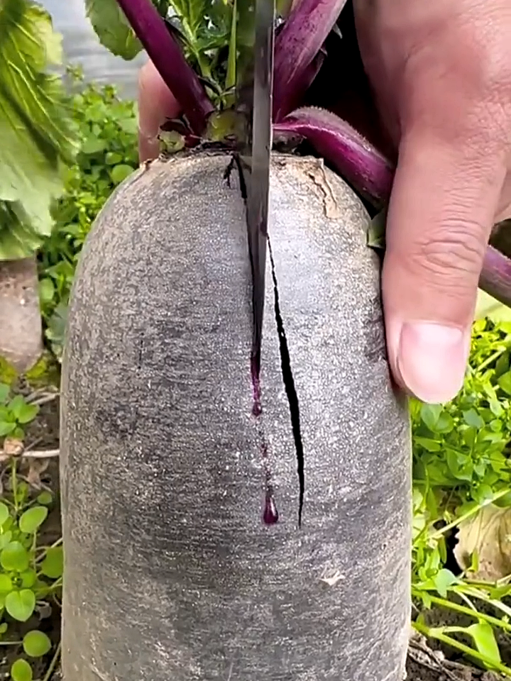 mouth-watering 'fruit radish': you'll definitely love this!#satisfying #villagelife #asmrsounds #fyp #cut #foryoupage #stress